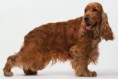 /album/anglicky-kokerspaniel/images-7-jpg/